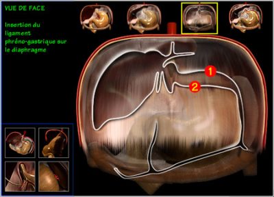 chirurgie digestives ligament phreno gastrique