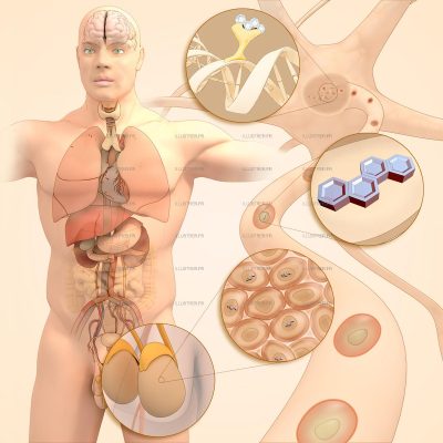 Pour La Science - Perturbateurs endocriniens