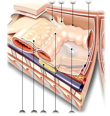 chirurgie digestives coupe 2
