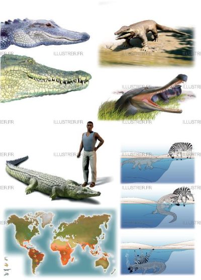 Editions Atlas - Les crocos