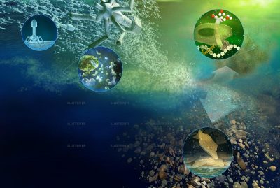 Science & Vie - Les virus Marins