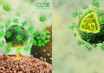 Core Biogenesis recombinant proteins