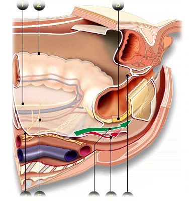chirurgie digestives coupe 1