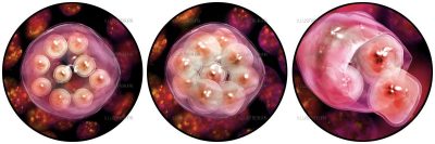 Quo Magazine - la science dans la cuisine  - Amidon