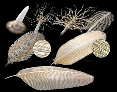 Science & Vie. Les étapes du développement de la plume.