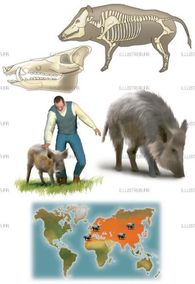 Editions Atlas - sanglier