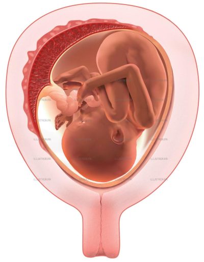 Science &Vie Hors Série N° 234 Formation du placenta uterus
