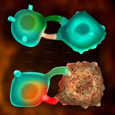 Pour La Science - Cellules NK