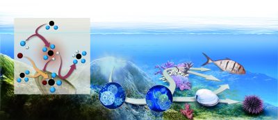 Pollution marine - Science&Vie 1054