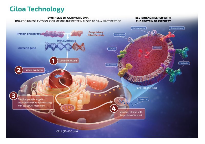 Ciloa Technology- Synthesis of a chimeric DNA