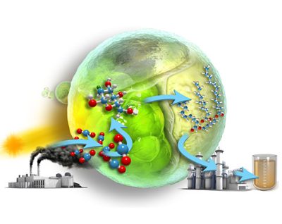 Science & Vie Des algues pour produire de l'énergie.