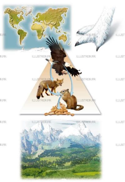 Editions Atlas - Les animaux des montagnes
