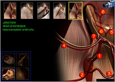 chirurgie digestives vascularisation