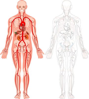 vascularisation