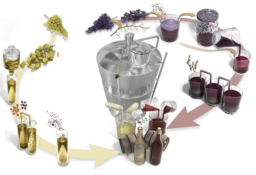 Illustration réalisée pour le magazine Science & Vie : Processus d'élaboration du vin rouge et du vin blanc
